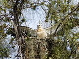 Swallow-Tailed Kite on the Nest (Elanoides Forficatus)