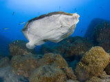 The Peacock Flounder (Bothus Mancus)