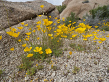 Desert Gold Poppy (Eschscholzia Glyptosperma)  Joshua Tree National Park  California  Mojave Desert