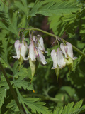 Bleeding Heart (Dicentra Formosa) Is Native to California and Is Endemic to California