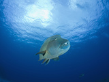 Humpback Wrasse (Cheilinus Undulatus)  Blue Corner  Micronesia  Palau