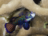 Male and Female Mandarinfish (Synchiropus Splendidus) Performing a Mating Dance  Yap  Micronesia