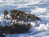 Sea Palms Moving in the Waves  (Postelsia Palmaeformis) Is a Brown Algae  Northern California Coast