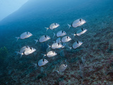 Shoal of Two-Banded Seabreams (Diplodus Vulgaris)  Les Ferranelles  Medes Islands  Costa Brava