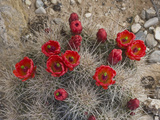 Claret Cup Cactus in Flower (Echinocereus Triglochidiatus Melanacanthus)
