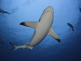 A Female Gray Reef Shark Seen from Below (Carcharhinus Amblyrhynchos)  Yap  Micronesia