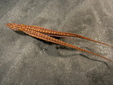 This Swimming Ornate or Night Octopus (Octopus Ornatus)