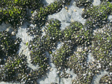 Mussels Growing on the Cornish Coast Intertidal Rocks  United Kingdom