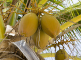 Coconut Palms  Marshall Islands  Pacific Ocean