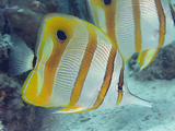 The Beaked Butterflyfish (Chelmon Rostratus) Is also known as the Copper-Banded Butterflyfish