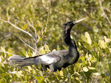 Male Anhinga (Anhinga Anhinga) Perched in a Mangrove  Merritt Island National Wildlife Refuge