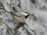 Mountain Chickadee  Poecile Gambeli  with a Seed in its Bill