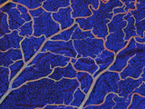 Cortex Superficial Vasculature and DNA  Confocal Microscopy