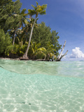 Palm-Lined Beach and Lagoon  Micronesia  Palau