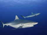Gray Reef Sharks (Carcharhinus Amblyrhynchos)  Yap  Micronesia