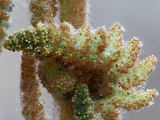 Cinnamon Fern