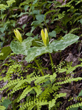 Yellow Trillium (Trilleum Luteum) Great Smoky Mountains Np