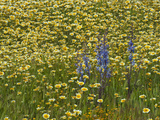 Parish's Desert Larkspur (Delphinium Parishii) Goldfields (Lasthenia) and Tidy Tips