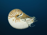 Chambered Nautilus (Nautilus Pompilius)  Great Barrier Reef  Australia