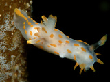 Nudibranch (Limacia Clavigera)  Atlantic Ocean