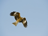 Black Eared Kite in Flight (Milvus Migrans Lineatus)  Hokkaido  Japan