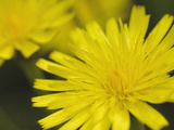 Cat's Ear Flower (Hypochaeris Radicata  Scotland  UK