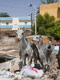 Goats at Nubian Village on Elephantine Island  Aswan  Egypt
