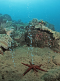 Volcanic Gas Bubbles  Volcano Island  Sangean  Indonesia