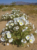 Dune Evening Primrose (Oenothera Deltoides)  Joshua Tree National Park  California  Mojave Desert
