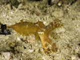 Blue-Ringed Octopus (Hapalochlaena Lunulata)  Komodo  Indonesia
