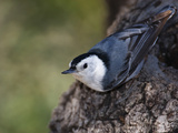 White-Breasted Nuthatch (Sitta Carolinensis)