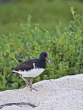 American Oystercatcher (Haematopus Palliatus Galapagensis)  Galapagos Islands  Ecuador