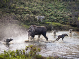 Cow Moose (Alces Alces) Defending Her Newborn Calf from Gray Wolves (Canis Lupus) Grant Creek