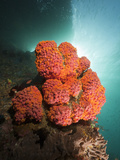 Yellow Cup Coral Colony (Tubastrea)  Raja Ampat  West Papua  Indonesia