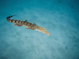Saltwater Crocodile (Crocodylus Porosus)  Queensland  Australia
