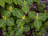 Yellow Trillium (Trilleum Luteum) Great Smoky Mountains Np