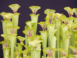 Pitcher Plants