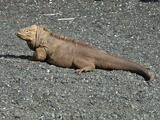 Galapagos Land Iguana (Conolophus Subcristatus)  Urbina Bay  Isabela Island  Galapagos Islands