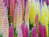 Lupine Flower Color Variation