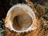 The Open Mouth of a Scorpionfish (Scorpaenopsis Oxycephala)