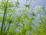 Umbellifer Flowers