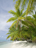 Palms on a Tropical Beach on the Funafuti Atoll in Tuvalu