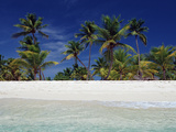 Sandy Beach  Punta Cana  Caribbean  Dominican Republic