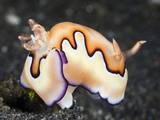 Coi Nudibranch (Chromodoris Coi)  Lembeh Strait  North Sulawesi  Indonesia
