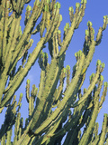 Candelabra Tree (Euphorbia Ingens)  Uganda