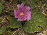Coast Checkerbloom Mallow (Sidalcea Malvaeflora Malvaeflora)  Salt Point State Park  Malvaceae