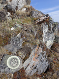 Rock Lichens  Brooks Range  Gates of the Arctic National Park  Alaska  USA