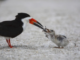 Black Skimmer (Rynchops Niger) Chick Being Fed on the Beach Nest