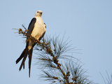 Swallow-Tailed Kite (Elanoides Forficatus)