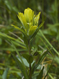 Alaska Indian Paintbrush (Castilleja Unalaschcensis)  Fort Abercrombie State Park  Kodiak  Alaska